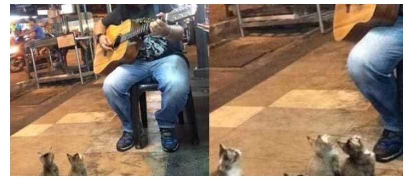 Kehadiran 4 Ekor Kucing ini Buatkan Penyanyi Busking Menjadi Popular Hingga ke Seluruh Dunia 11